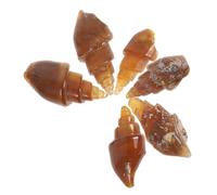 Toddmomy 6 Pièces Spécimens de Agate de Ancien pour Éducation Géologie Enseignement Scientifique et Collection Décorative