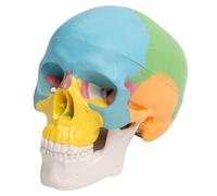 Toddmomy Crâne humain coloré détachable : accessoire d'anatomie pédagogique à assembler - calotte crânienne et mandibule articulée pour le dessin - décoration d'Halloween