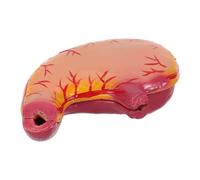 Toddmomy Modèle anatomique de l'estomac : Modèle d'étude de l'estomac - Matériel d'anatomie des organes - Outil pédagogique portable pour l'enseignement des sciences, les