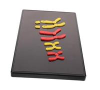 Toddmomy Modèle Biologique Magnétique pour Enseignement Kit Pédagogique Chromosomes et Méiose pour Collège et Lycée Aide Didactique et Précise pour Cours de Biologie