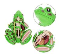 Toddmomy Modèle de Kit de Dissection Éducatif pour Cours de Sciences et à Réaliste pour Apprentissage Stem Garçon Fille