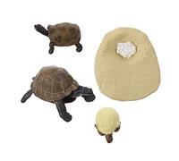 Toddmomy Modèle Tortue Aides à l'enseignement Jouets Cognitifs pour Enfants D'éducation Précoce Modèle d'apprentissage Précoce Fausse Figurine De Tortue Plastique