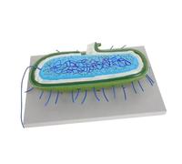 Toddmomy Modèles de Cellules Bactériennes Anatomiques pour École 5 Pièces Réalistes Supports Pédagogiques pour Laboratoire et Enseignement