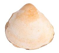 Toddmomy Ornement de Bureau Naturel Fossilisé pour Enseignement des Sciences Décoration de Table et Éducatif