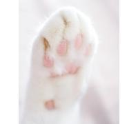 Toe Beans & Dreams: Adorable Cat Notebook: Notebook for Cat Mums, Cat Dads & Cat Lovers Everywhere