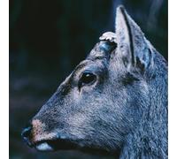 Toe - Book About My Idle Plot on a Vague-Blue Vinyl [Import]