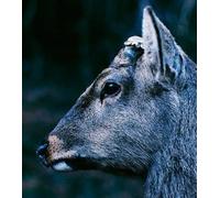 TOE - Book About My Idle Plot Onue a [Import Allemand]