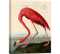 Toile avec oiseaux - John James Audubon, American Red Flamingo - 80x60 cm