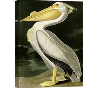 Toile avec oiseaux - John James Audubon, American White Pelican - 100x70 cm