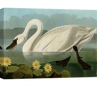 Toile avec oiseaux - John James Audubon, Common American Swan - 60x40 cm
