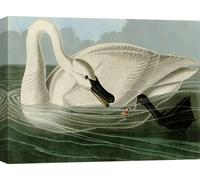 Toile avec oiseaux - John James Audubon, Trumpeter Swan - 100x70 cm