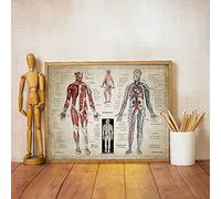 Toile de peinture Affiche d'anatomie médicale humaine en langue française Tableau des Muscles humains Médecine Vintage Art mural Médecins Décoration de bureau Sans cadre