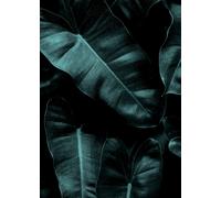 Toile Feuille de palmier Vert 50x70 DD123121 Toile sur châssis