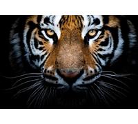 Toile Tigre Marron Blanc Noir 100x40 DD123226 Tableau mural toile
