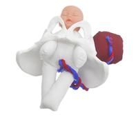 TOKIDNY Modèle de Bassin Féminin Accouchement avec Fœtus Réaliste Simulateur Portable pour Formation et Enseignement Grossesse