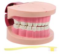 TOKIDNY Modèle Dents Éducatif Réaliste pour Garçon Fille Simulation pour Expériences Scientifiques et Cours de Biologie Aide Pédagogique Portable pour École Primaire