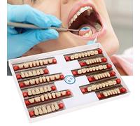 Tomantery Matériau Oral de Dent en Résine Synthétique pour Prothèses Dentaires, 12 Bandes de Fausses Dents en Résine pour Fournitures de Dentiste, Couleur A3 pour L'apprentissage du Modèle de