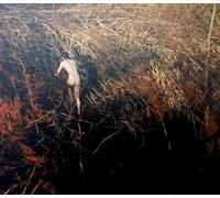 Tomasz Sroczyński / Marek Pospieszalski: Bareness [CD]