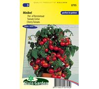 Tomate cerise Minibel (pour pot) Graines - Légumes ou plantes fruitières - Env. 0,2 g | SG0795