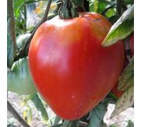 Tomate coeur de boeuf 80 graines