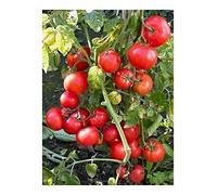 Tomate Dwarf Window Box Red - Tomate cerise rouge - 10 graines