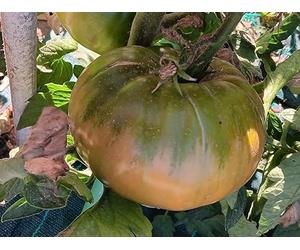 TOMATE GÉANTE ITALIENNE GRAINES