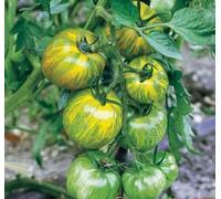 Tomate Green Zebra - Tomate Green Zebra - 10 graines