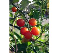Tomate groseille 'Rote Murmel' (Solanum pimpinellifolium) Bio env. 10 semences