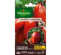 Tomate Lancelot HF1 - Graines d'Exception