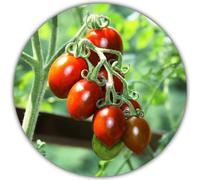 Tomate mexicaine au miel (Miel du Mexique) / 20 graines/ Variété productive et facile d'entretien/ Tomates douces