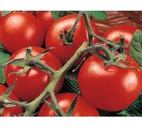 Tomate Money Maker - tomate - 50 graines