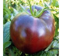 Tomate noire de Crimée 25 graines