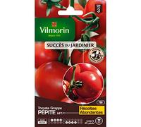 Tomate Pépite HF1