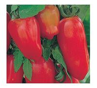Tomate San Marzano 3 - Tomate San Marzano 3-25 graines