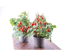 Tomate 'Tiny Tim'