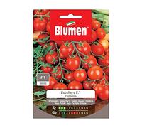 Tomate Zucchero F1