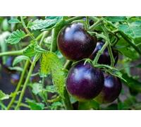 Tomato 'Dancing with smurfs'