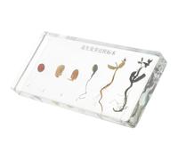 TOMETURE Spécimen Pédagogique de Croissance de L'arachide, Exemple de Germination Réaliste, Processus de Culture Détaillé pour Enseignement Scientifique en Biologie, Outil Éducatif