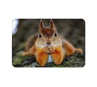 TOMPPY Paillasson imprimé écureuil amusant - Lavable et antidérapant - Doux - Absorbant - Pour salon, chambre à coucher, salle de bain - 60 x 40 cm