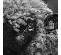 Too Sorry For Any Sorrow