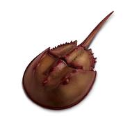 Toob Horseshoe Crab