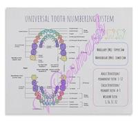 Tooth Numbering Diagram Poster Upper Lower Jaw Teeth Label Chart Dentistry Learning Living Room Wall(Framed,16x24inch(40x60cm))