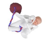 TOPBATHY 1 Ensemble Outil Pédagogique pour Étudiants Médecine Formation des Sages Femmes Fœtus Placenta
