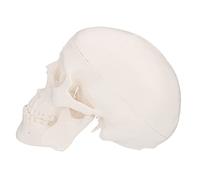 TOPBATHY 1 Pièce Modèle de Crâne Amovible Décor de Bureau Outil Éducatif pour Étudiants et Sculpture Plastique pour Décoration et Collection Art