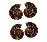 TOPBATHY 2 Ensembles Ammonite Fossile Décoratif Échantillon Pédagogique Pour Enseignement Décoration 2 Pièces * 2