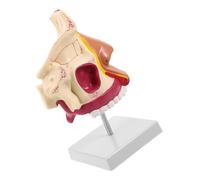 TOPBATHY Modèle Anatomique Détaillé de Cavité Nasale avec Support Outil Pédagogique pour Étude de Anatomie Nasale et Orale Support de Formation Sciences pour Étudiants et Professionnels