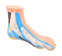 TOPBATHY Modèle Anatomique du Pied Articulé pour Visualisation Complète en Vinyle avec Muscles Codés par Couleur pour Cours D'anatomie et Physiothérapie