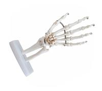 TOPBATHY Modèle D'os De La Main Décor Squelette Simulation Accessoires Squelettes Humains Modèle D'anatomie De La Main Modèle De Squelette De Main Complet Modèle Commun Pour Blanche Pvc