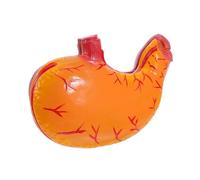 TOPBATHY Modèle Gastrique Professionnel pour Enseignement et Portable pour Efficacité Apprentissage