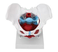 Topiky Modèle D'anatomie du Pelvis Féminin, coloré Amovible pour | Modèle d\'anatomie du plancher pelvien avec pièces amovibles pour la formation des sages-femmes, bassin anatomique féminin